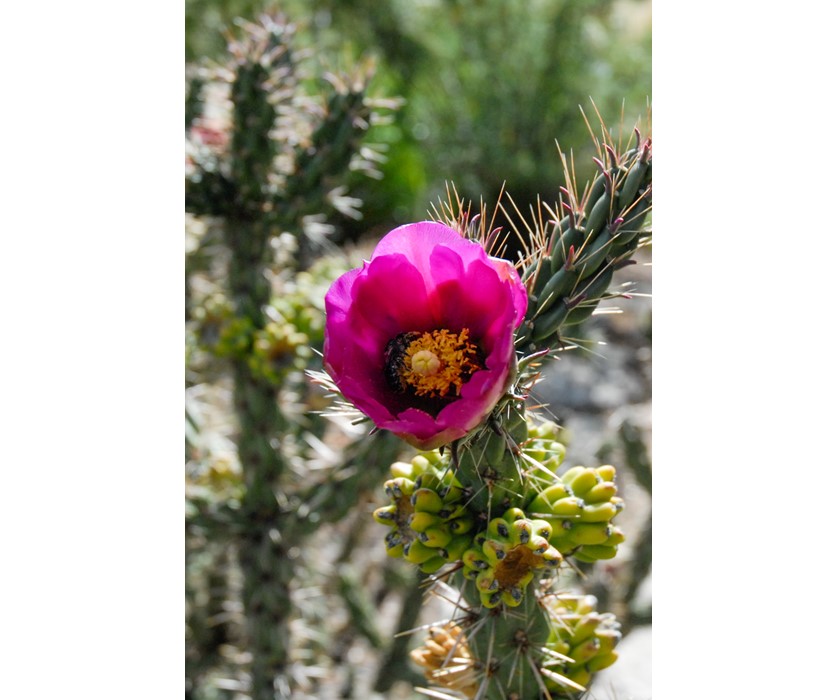 Cholla